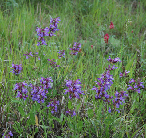 Salvia nemorosa subsp. nemorosa